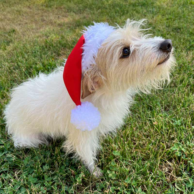 Alonso - Gorrito de Navidad